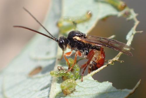 Rhorus sp.
